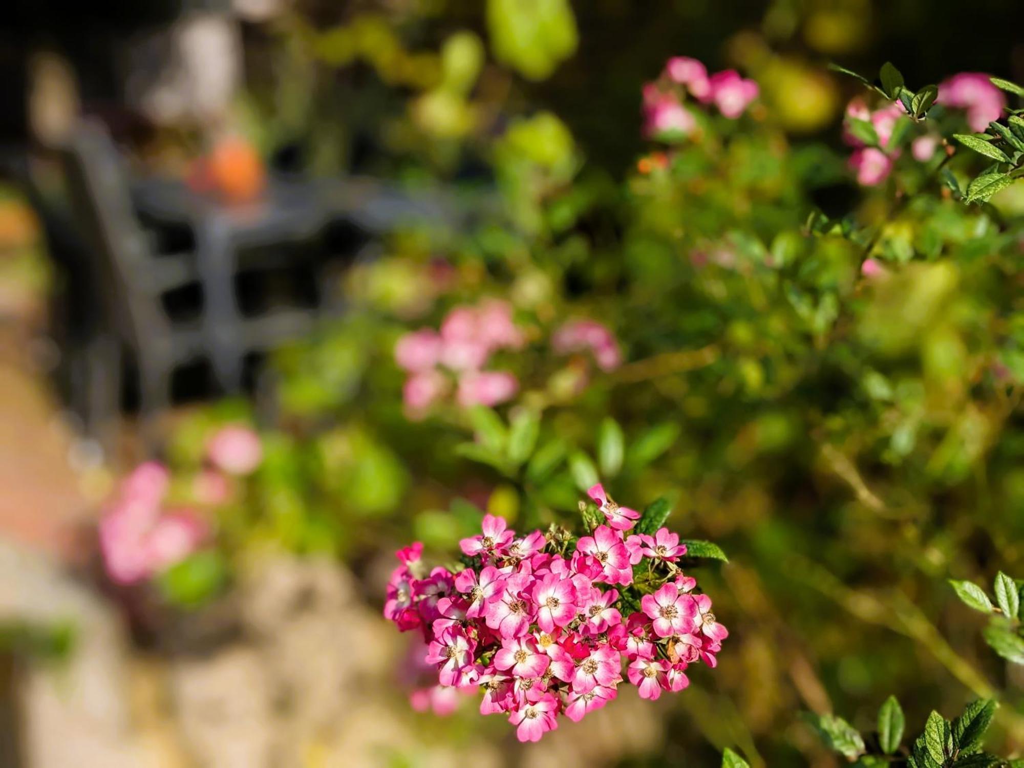 Salvia Gremersdorf-Buchholz