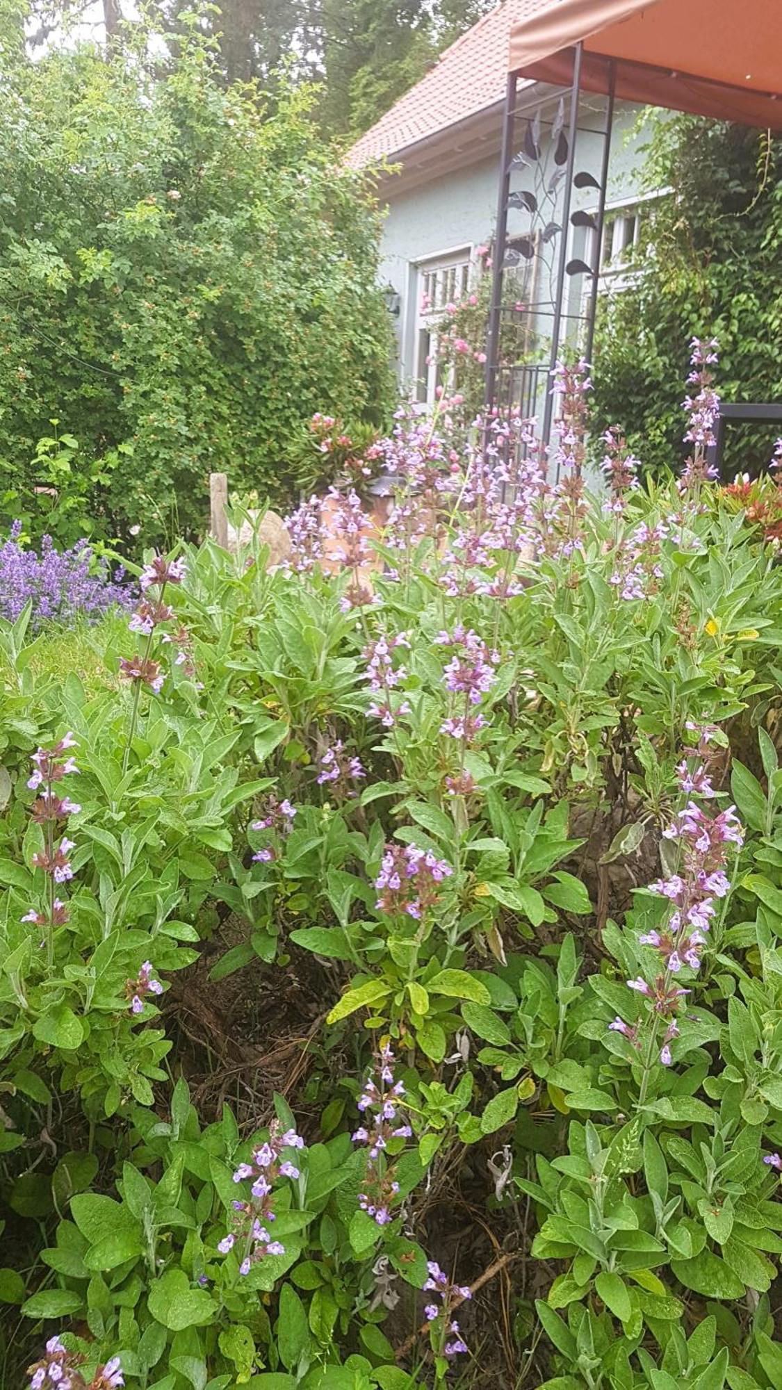 Apartment Salvia Gremersdorf-Buchholz