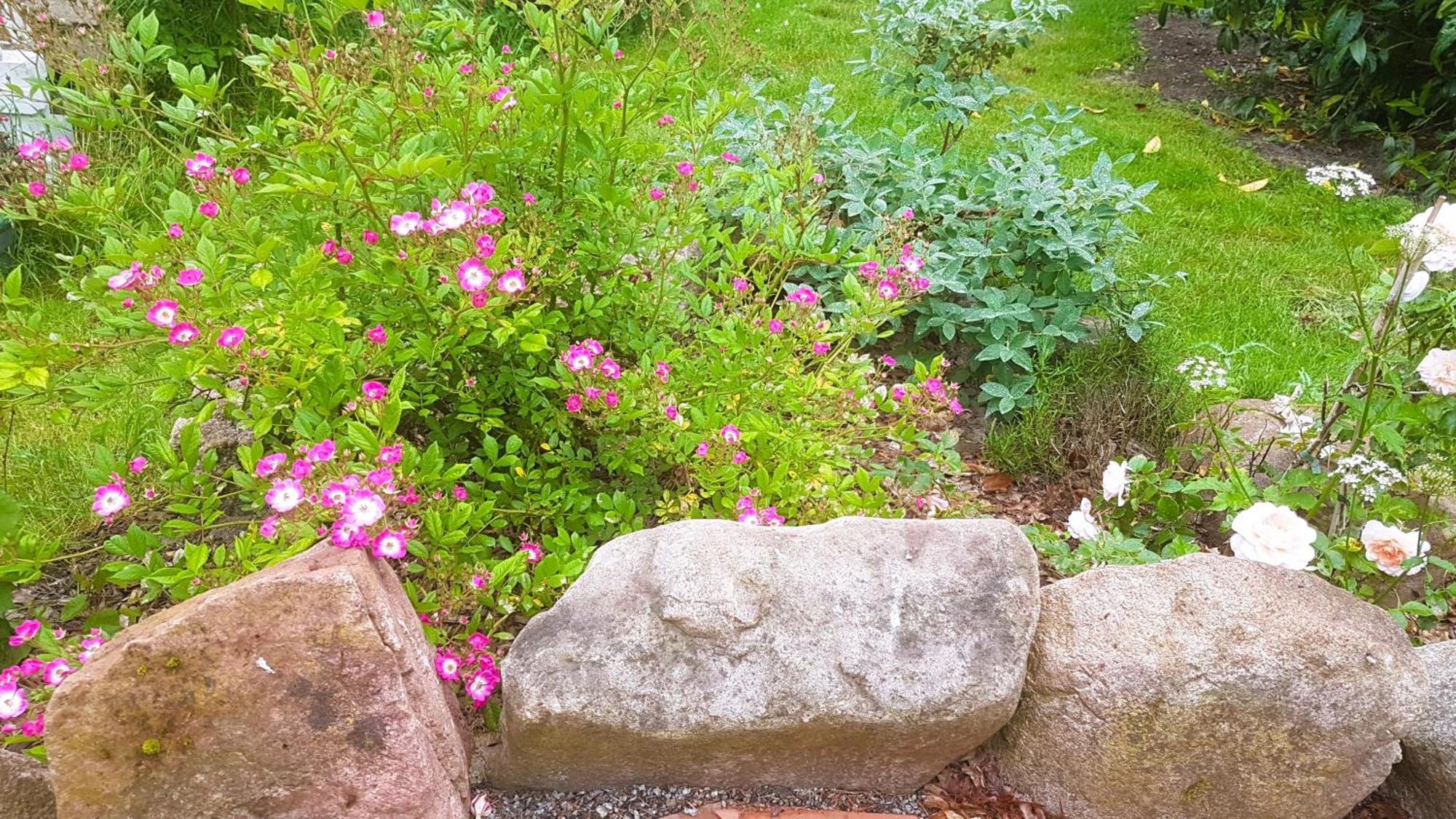 Salvia
